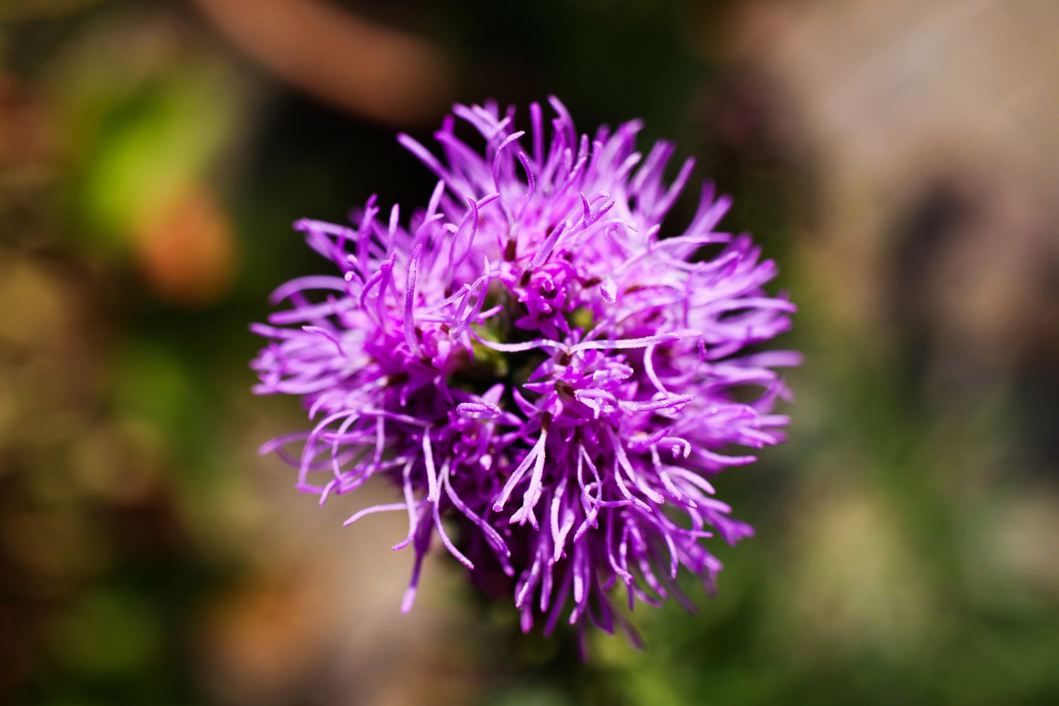 Rosa Liatris Spicata Blumensamen zur Aussaat – ideal Rabatten – Traditionssorte & ohne Gentechnik Samen Hausgarten
