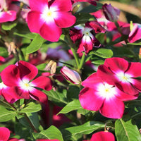Rot Immergrün Blumensamen zur Aussaat – leuchtend – Traditionssorte & ohne Gentechnik Samen Hausgarten