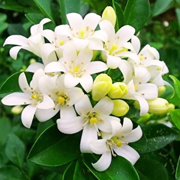 Weiß Murraya Blumensamen zur Aussaat – robust Sorte – Traditionssorte & ohne Gentechnik Samen Hausgarten