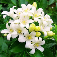 Weiß Murraya Blumensamen zur Aussaat – robust Sorte – Traditionssorte & ohne Gentechnik Samen Hausgarten