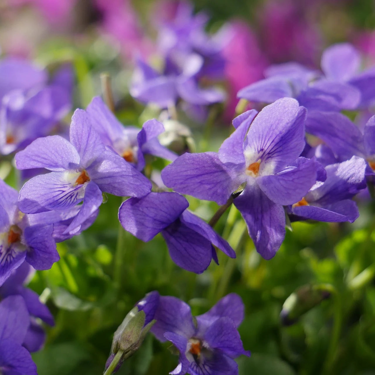 Veilchen Blumensamen zur Aussaat robust Sorte Traditionssorte & ohne Gentechnik Samen Hausgarten