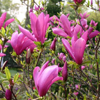 klein Rosa Yulan Blumensamen zur Aussaat – Halbschatten verträglich – Traditionssorte & ohne Gentechnik Samen Hausgarten