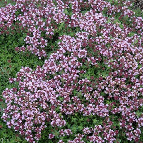Magic Carpet Thyme groundcover Pflanze grown from Samen