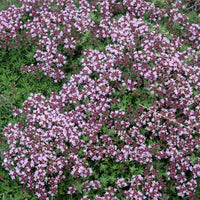 Magic Carpet Thyme groundcover Pflanze grown from Samen