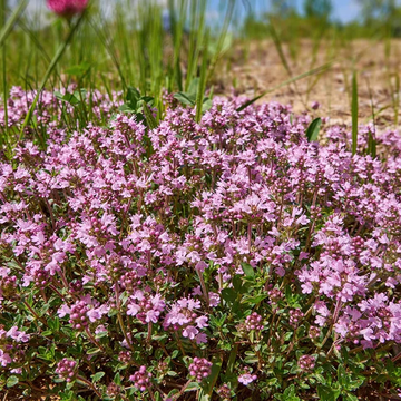 Magic Carpet Thyme Samen Thymus vulgaris pink groundcover