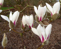 Magnolia Delavayi Chinese Evergreen Magnolia – duftend Blumen Samen