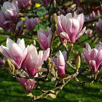 Close-up of soulangeana magnolia blossom