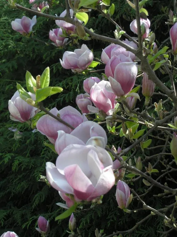 Soulangeana magnolia blumen in landscape garten