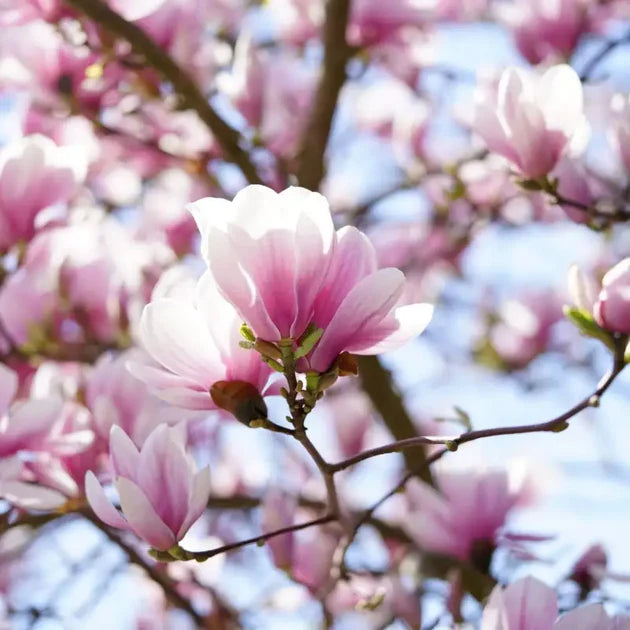 klein Rosa Yulan Blumensamen zur Aussaat – Halbschatten verträglich – Traditionssorte & ohne Gentechnik Samen Hausgarten
