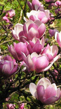 Mature soulangeana magnolia tree in garten
