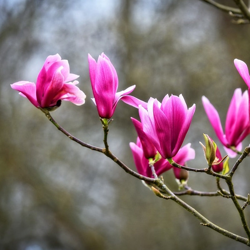 Magnolia yulan rosa samen