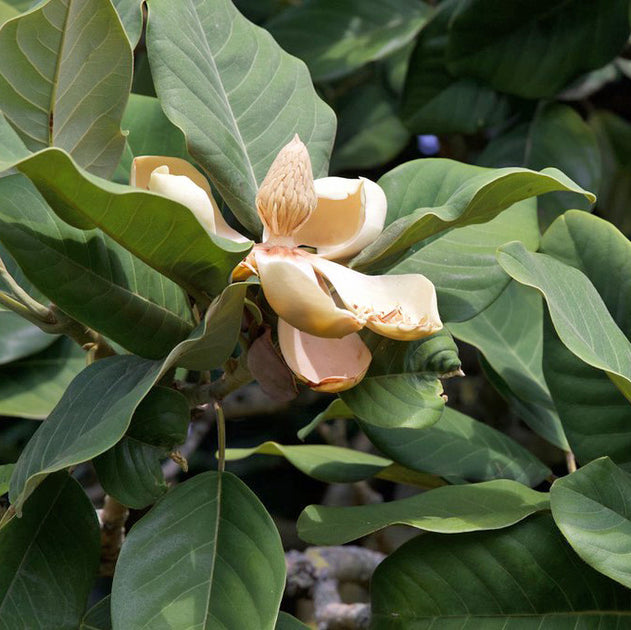 Magnolia Insignis (Manglietia) Evergreen duftend Blumen Samen