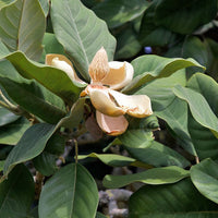 Magnolia Insignis (Manglietia) Evergreen duftend Blumen Samen