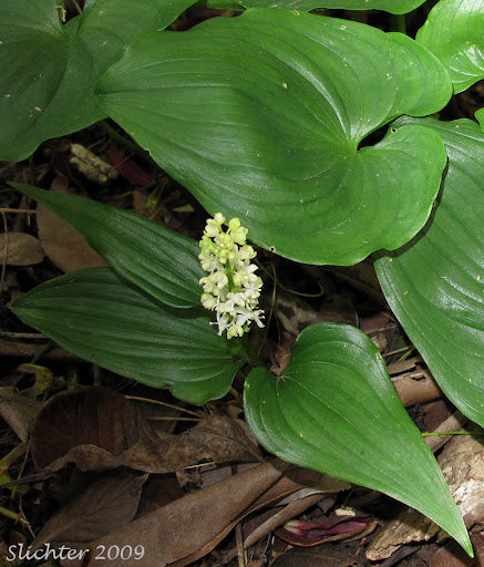Maianthemum dilatatum Anbau in moist, shaded woodland area