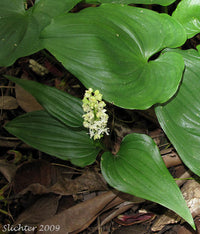Maianthemum dilatatum Anbau in moist, shaded woodland area