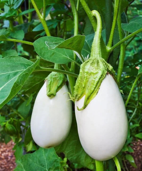 Weiß Eggplant Samen zum Pflanzen  Seed for Flavorful Gemüses in Your Home Garden
