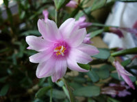 Rosa Hatiora Rosea Samen zur Aussaat – mehrjährige Blumensamen
