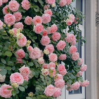 Lila kletternd Roses Blume Samen zur Aussaat – elegant Garten Samen Blüten