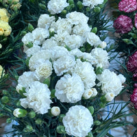 Weiß Carnations Blumensamen zur Aussaat ideal Rabatten Traditionssorte & ohne Gentechnik Samen Hausgarten