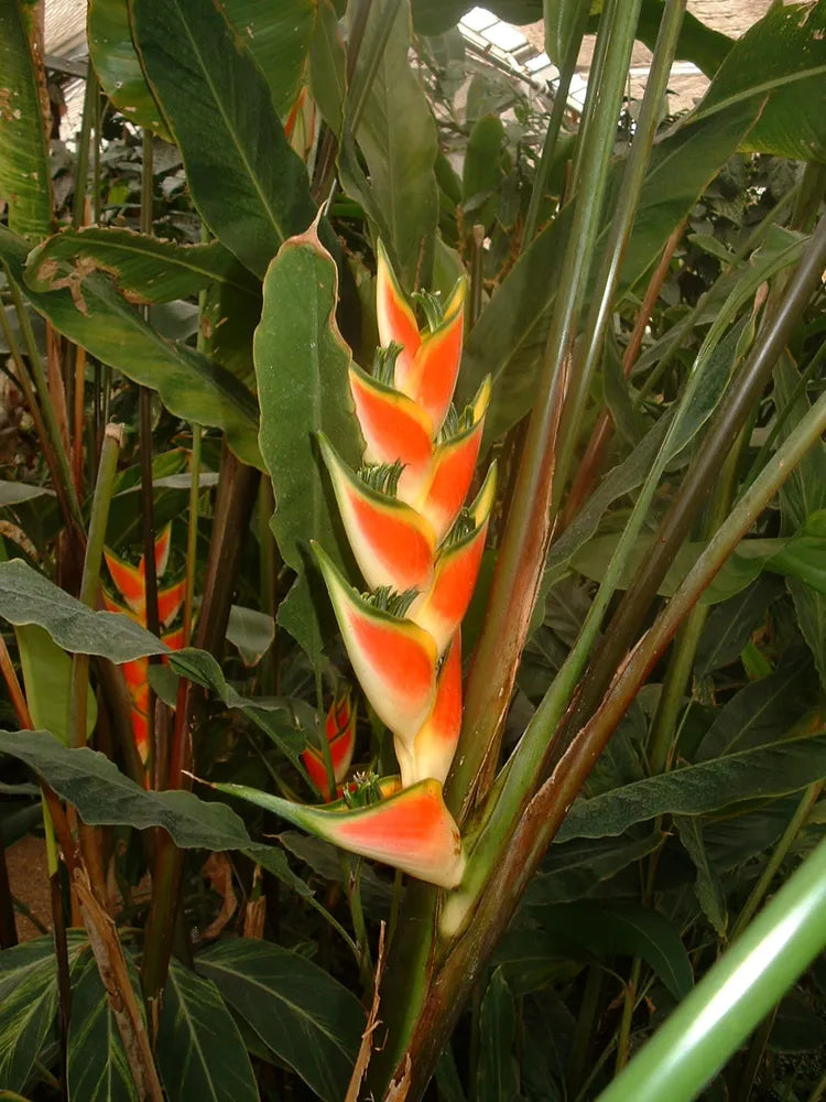 Heliconia Wagneriana Samen tropisch Aussaat leuchtend exotisch Blüten