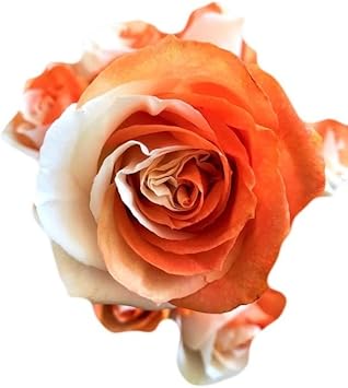 Majestic climbing rose samen for anpflanzung