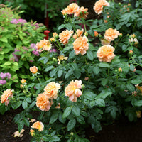 Majestic climbing rose samen for elegant garten anpflanzung