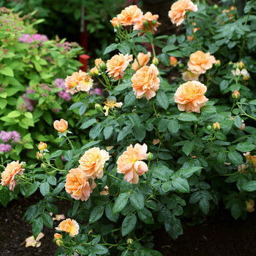 Majestic climbing rose samen for elegant garten anpflanzung