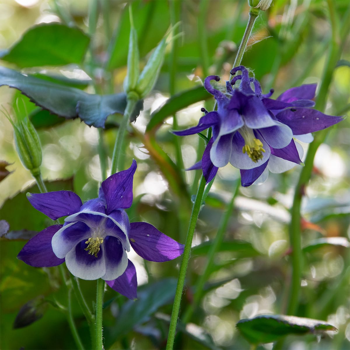 Akelei Coerulea Samen zur Aussaat – Blau & Weiß Blumen