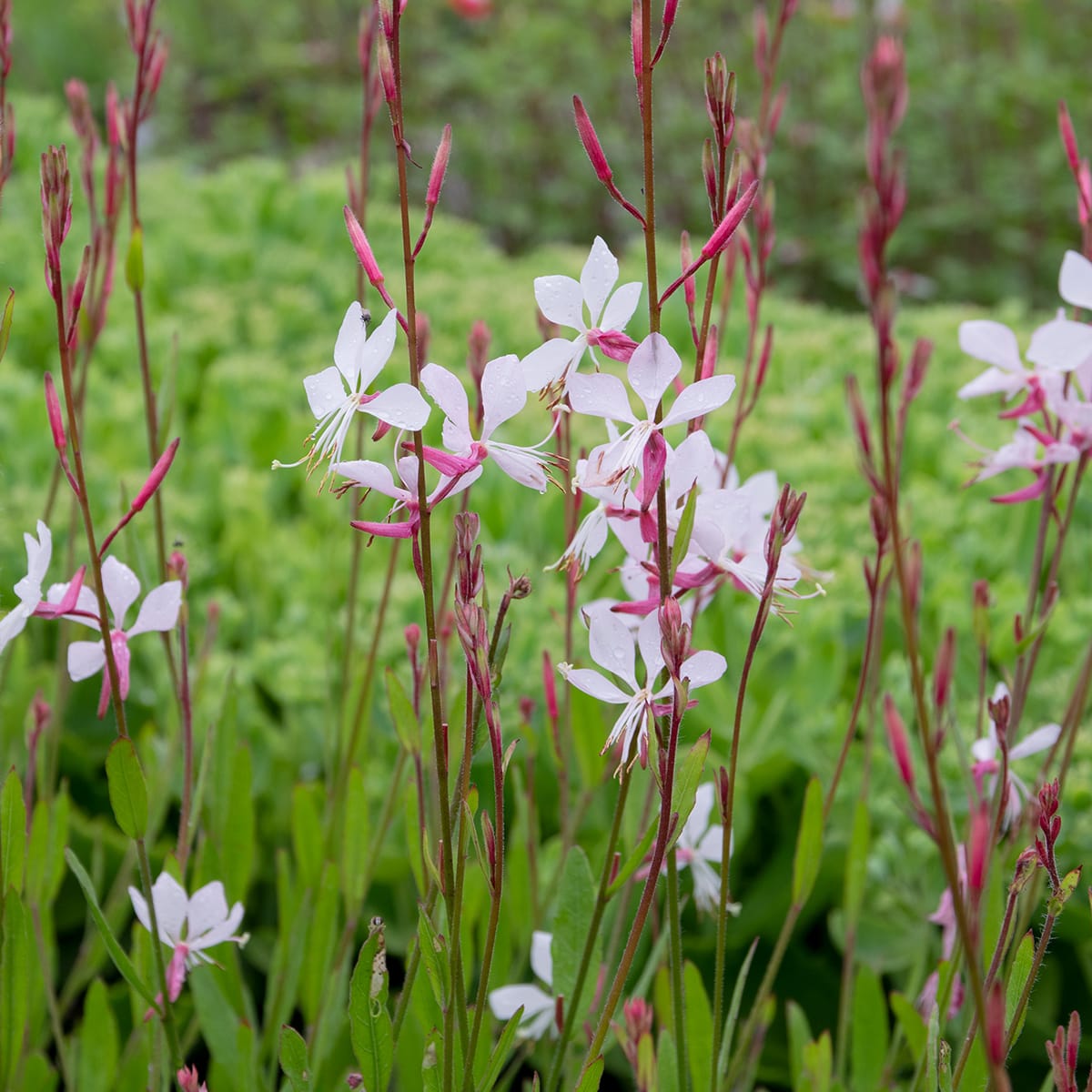 Gaura Whirling Mariposas Blumensamen – Blumensamen zur Aussaat – robust Sorte – Traditionssorte & ohne Gentechnik Samen Hausgarten
