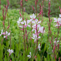 Gaura Whirling Mariposas Blumensamen – Blumensamen zur Aussaat – robust Sorte – Traditionssorte & ohne Gentechnik Samen Hausgarten
