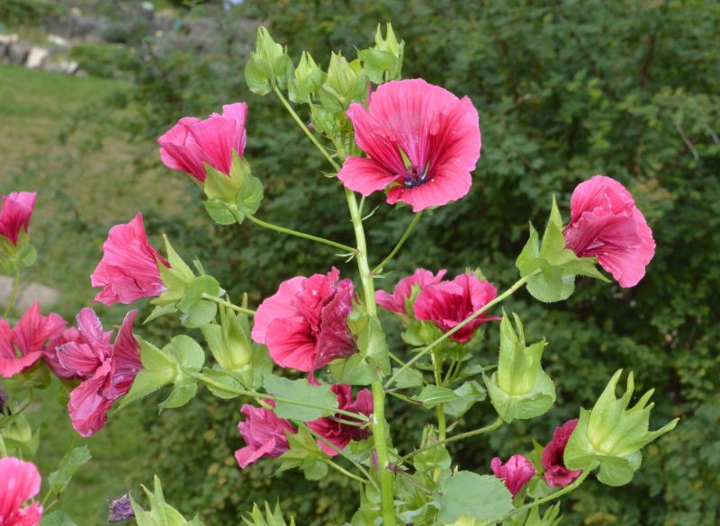 Malope Vulcan Blumensamen zur Aussaat – Traditionssorte – ohne Gentechnik – lang Blüte Saison Garten Samen