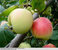 Malus Fruchtsamen  zur Aussaat pflegeleicht Traditionssorte & ohne Gentechnik Samen Hausgarten