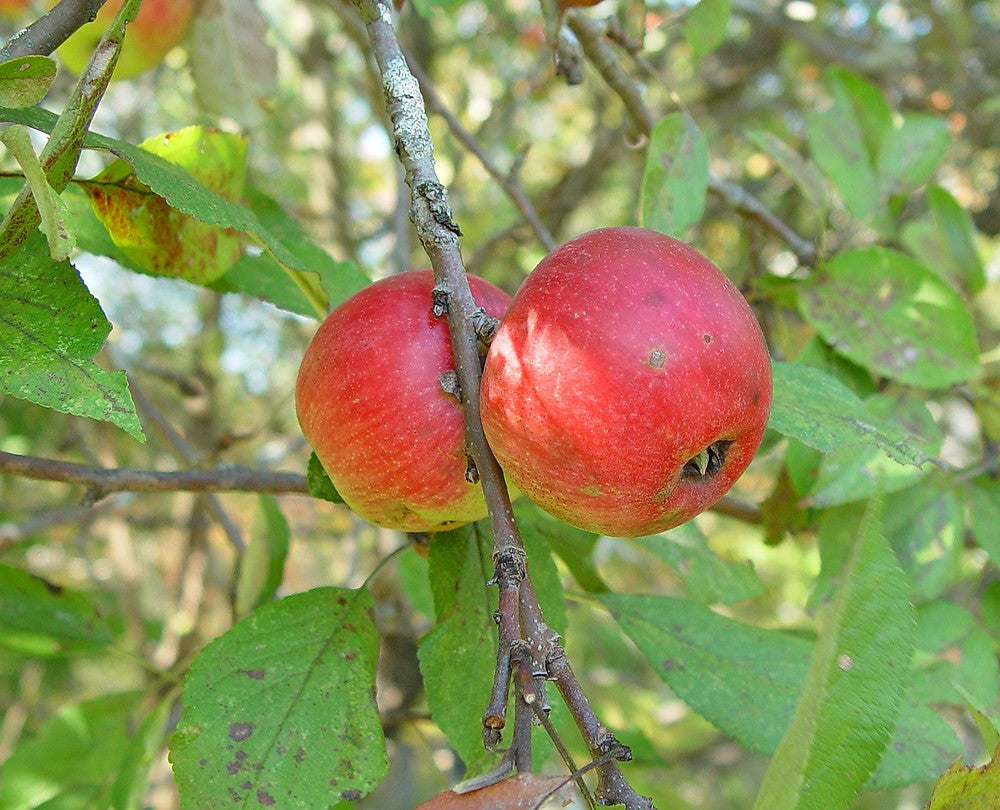 Malus pumila Frucht  Samen für einfaches Anpflanzen