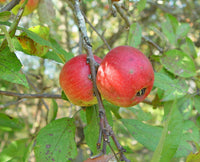 Malus pumila Frucht  Samen für einfaches Anpflanzen