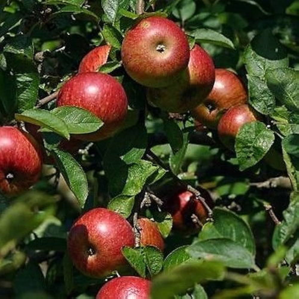 Malus pumila seedlings sprouting