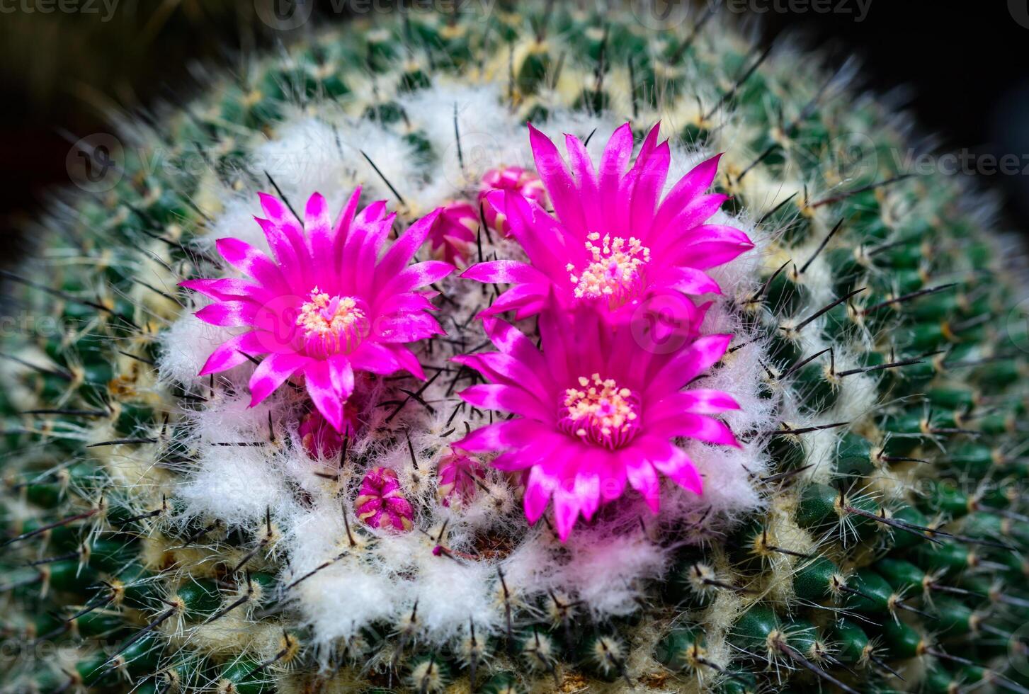 Rosa Mammillaria Blumensamen zur Aussaat – Garten beliebt – Traditionssorte & ohne Gentechnik Samen Hausgarten