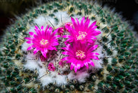 Rosa Mammillaria Blumensamen zur Aussaat – Garten beliebt – Traditionssorte & ohne Gentechnik Samen Hausgarten