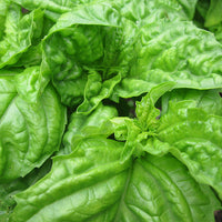 Large leaf Mammoth Basil Kraut grown from gentechnikfrei Samen