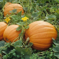 Mammoth gold pumpkin pflanzen wachsend in garten