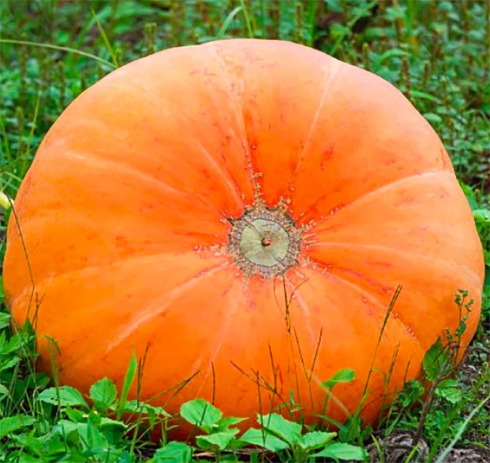 Mammoth gold pumpkin samen für aussaat
