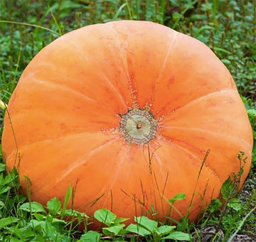 Mammoth gold pumpkin samen für aussaat