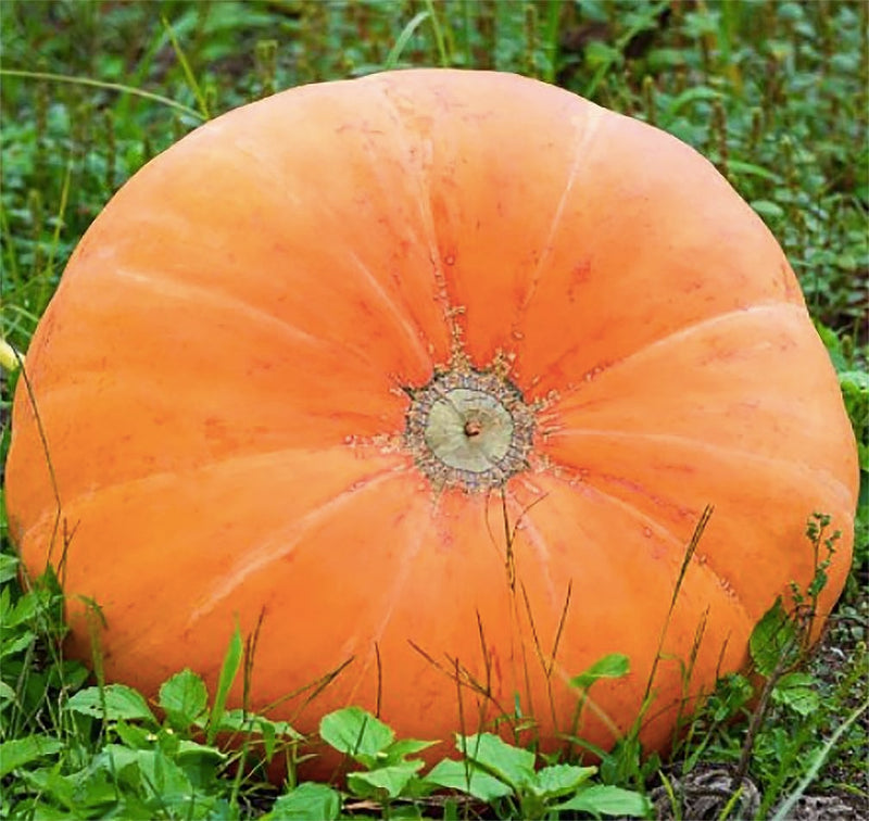 Mammoth gold pumpkin samen für aussaat
