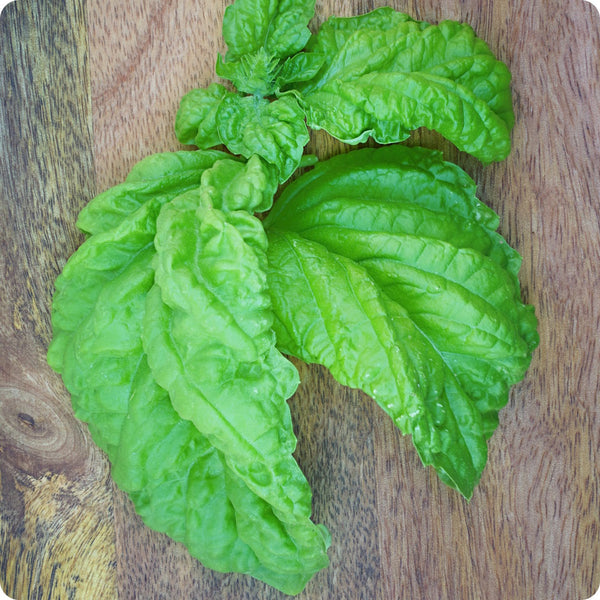 Mammoth Leaf Basil Samen Ocimum basilicum producing extra-large foliage