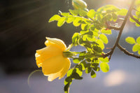 Gelb manchu rose pflanzen wachsend in garten display