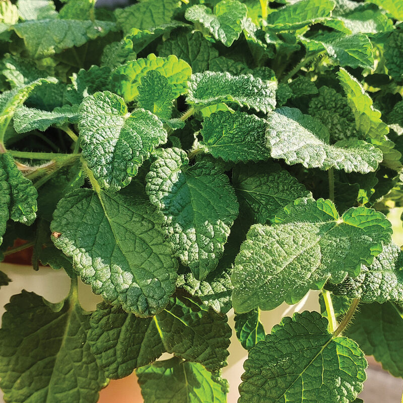 Mandarina Zitrone Balm Samen Melissa officinalis ornamental Kraut