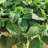 Mandarina Zitrone Balm Samen Melissa officinalis ornamental Kraut