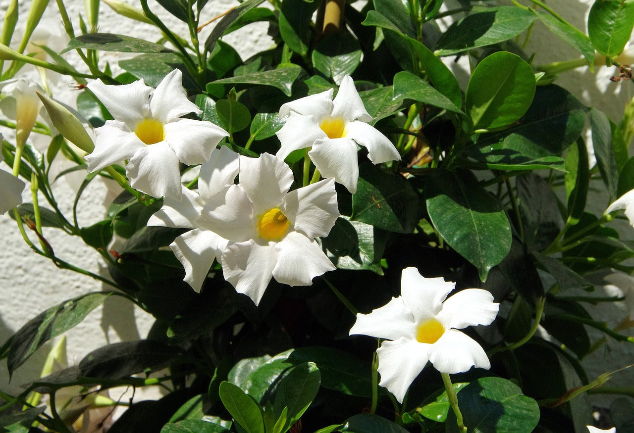 Sanderi Blume Samen zur Aussaat Rosa Weiß