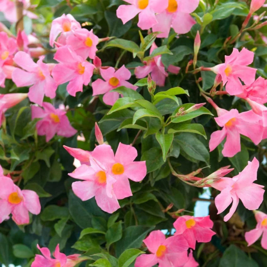 Mandevilla vines climbing trellis with rosa weiß blumen