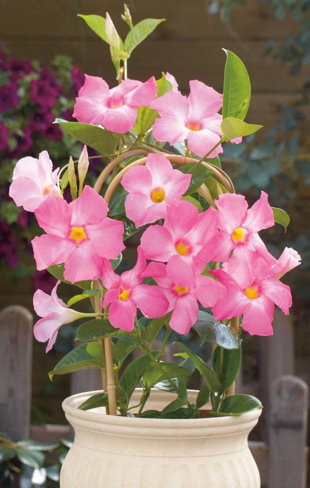 Potted mandevilla sanderi with rosa and weiß blumen