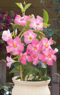 Potted mandevilla sanderi with rosa and weiß blumen